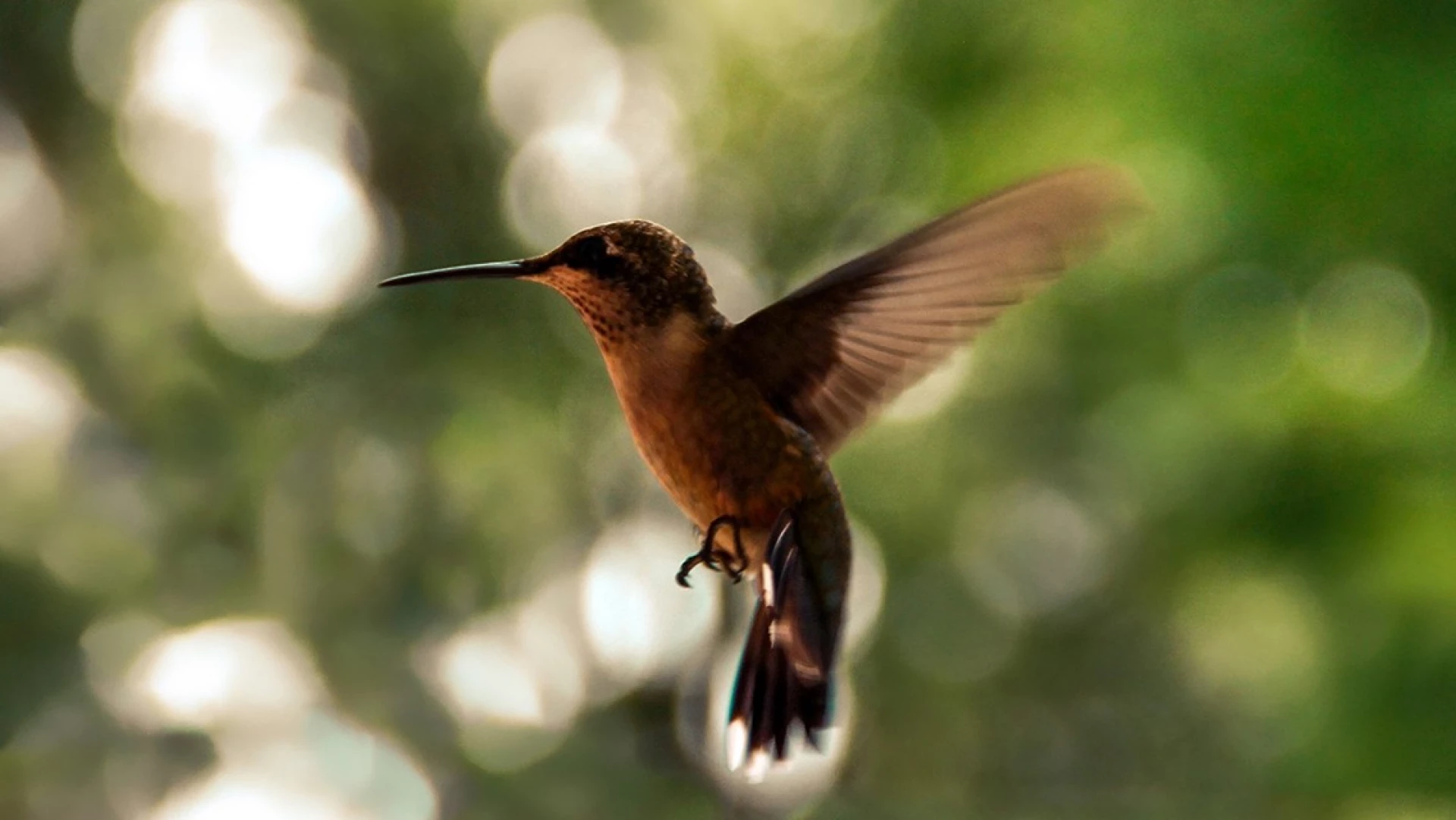 Avistamiento de Aves